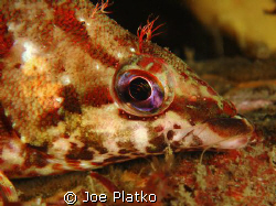 Kelp greenling close-up taken from a night dive off the B... by Joe Platko 